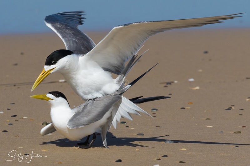 Breeding Pair 3