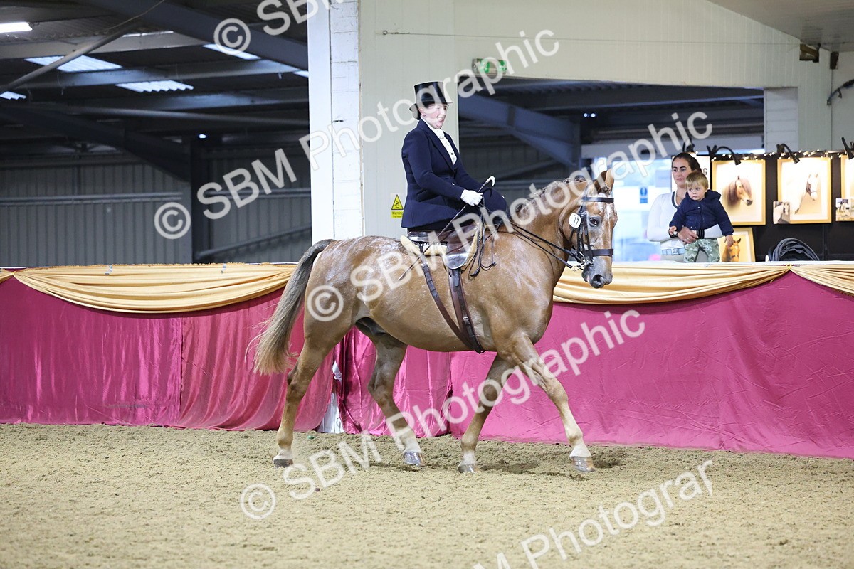 0B8A4242 - Class L Side Saddle Champ