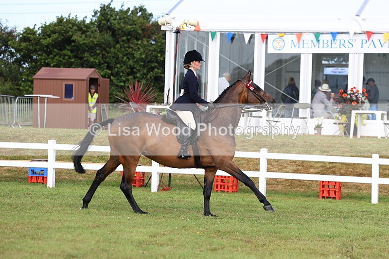 3E7A8173 - Class 2: Rising Star Large Hack/Riding Horse