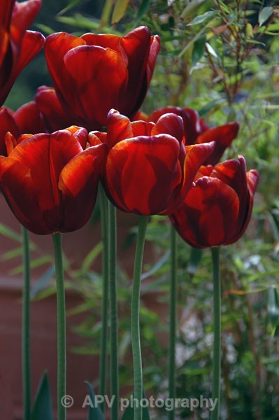 49 - Petals and Leaves
