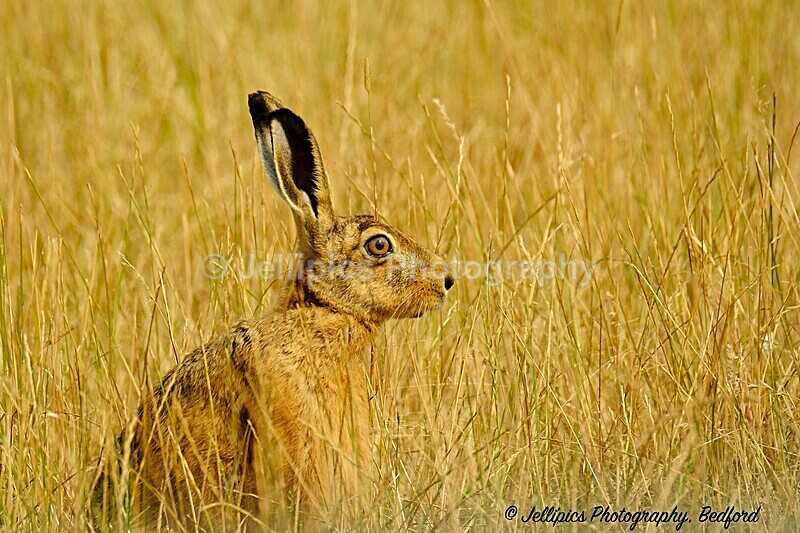  - Wildlife and Nature