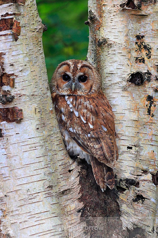 Tawny Owl perched on a silver birch tree trunk - Tawny Owl
