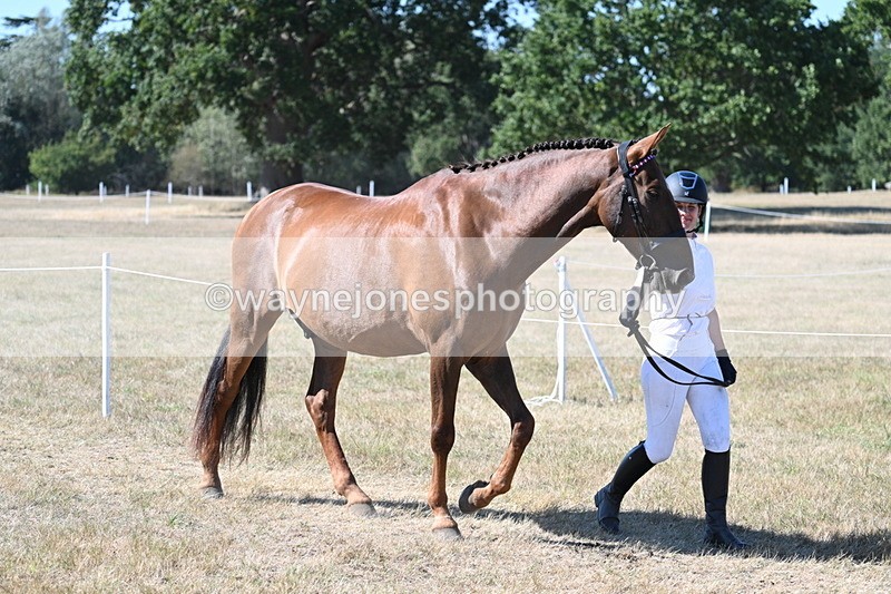 WJ7_1736 - Class 42 Most Handsome Gelding