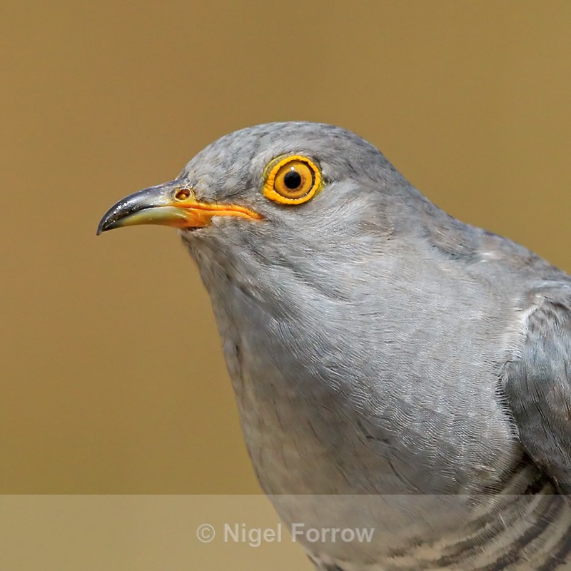 Cuckoo (male) ultra close-up, Scotland - Cuckoo