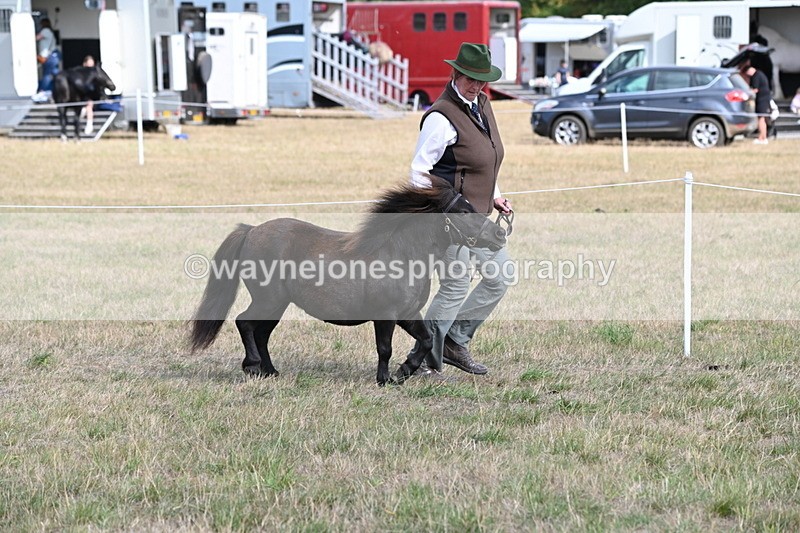 WJ6_6839 - Class 21 Shetland & Mini Horses
