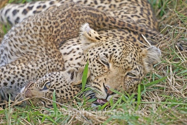 Leopard and cub resting - Timbavati, South Africa - African Leopards