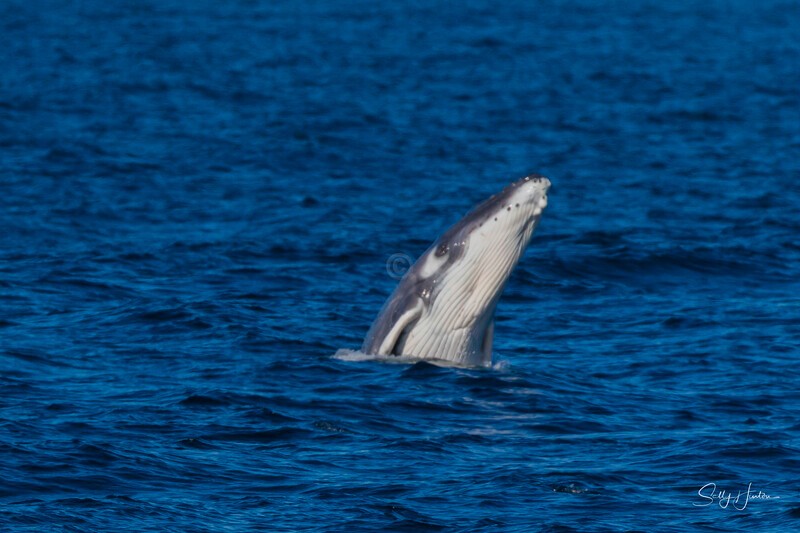 0A3A3480 - 2024 Whale Photos