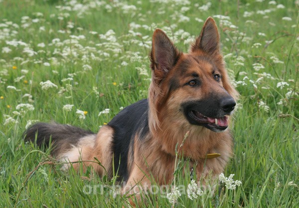 Maya - Dogs