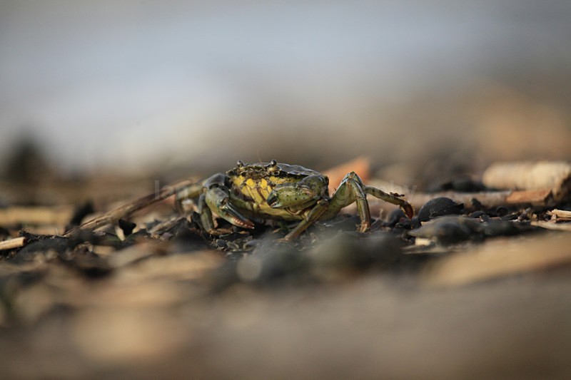  - Coastal Wildlife, Great Britain