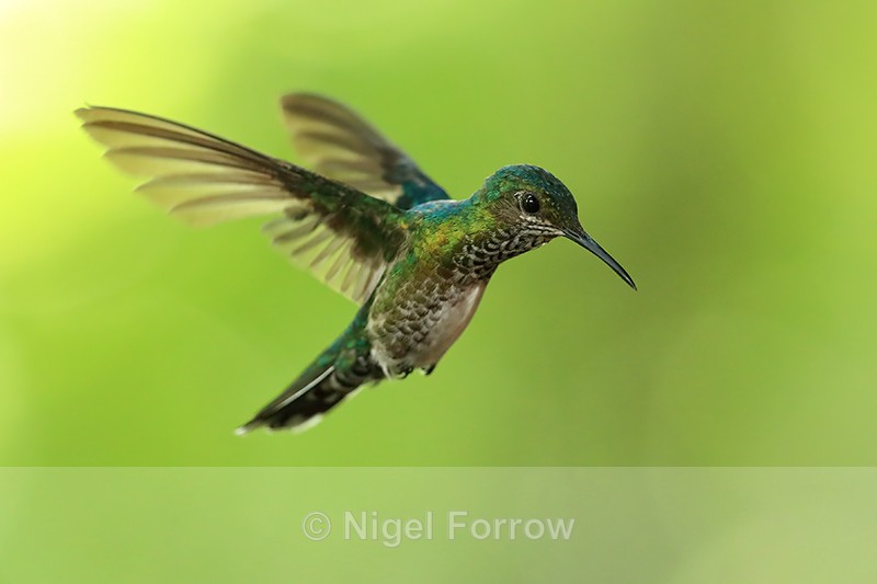 White-necked Jacobin (female) hovering, Panama - White-necked Jacobin