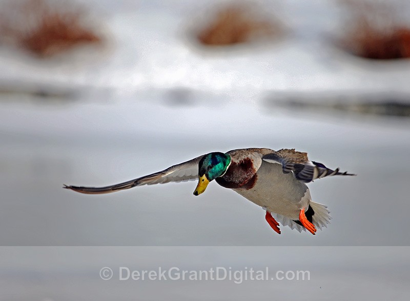 Anas platyrhynchos - Birds of Atlantic Canada
