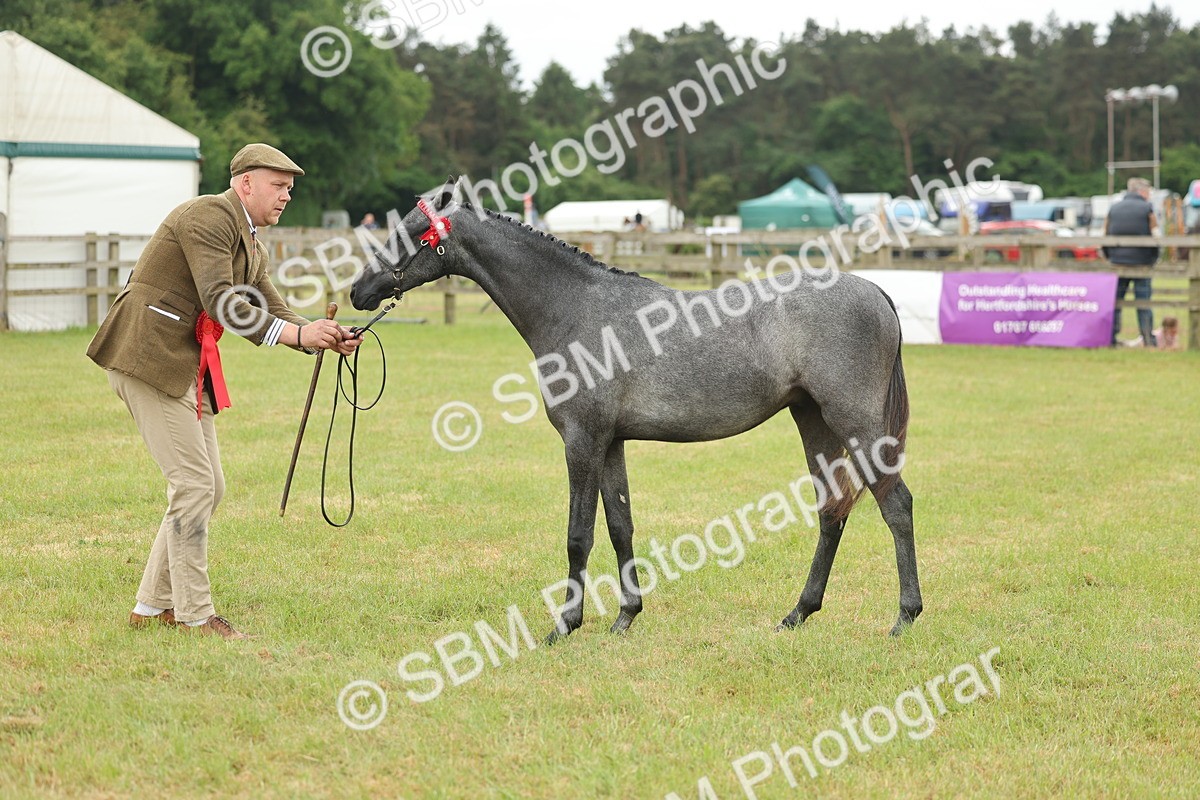 SBM_05377 - Class 68-73 - Riding Pony Breeding