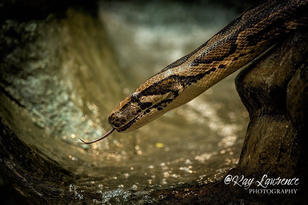 Burmese python - RLP_4159-492 - Vulnerable and Beyond