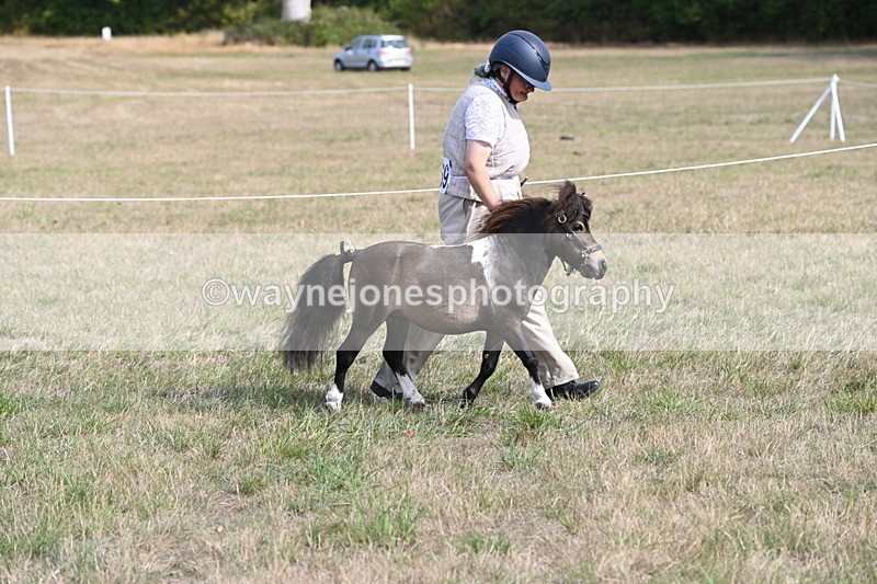 WJ6_6829 - Class 21 Shetland & Mini Horses