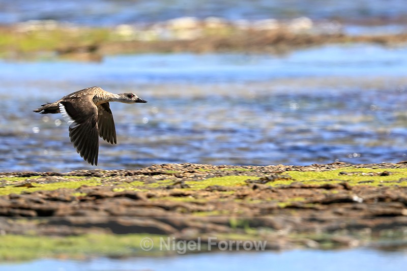 Crested Duck flying, Carcass Island, Falklands - Crested Duck