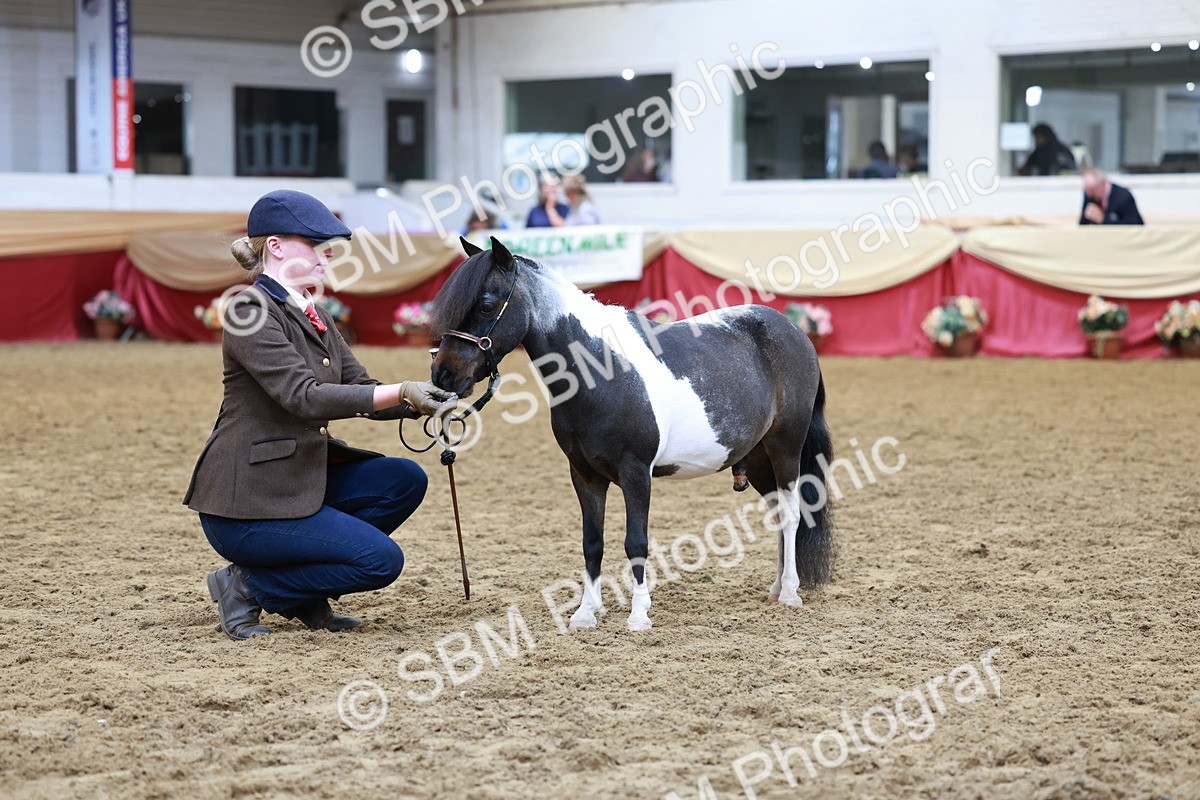 SBM_15740 - Class 110 - IH  Minature Horse
