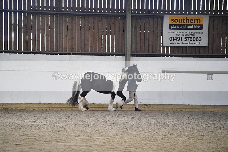 WJ5_5232 - Class 8 In hand cob