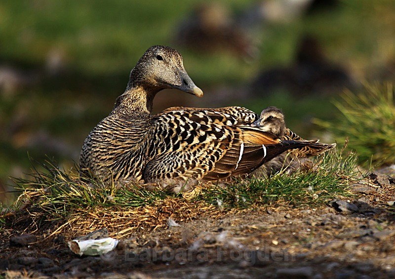 Female eider duck with chick 2419 - Wildlife