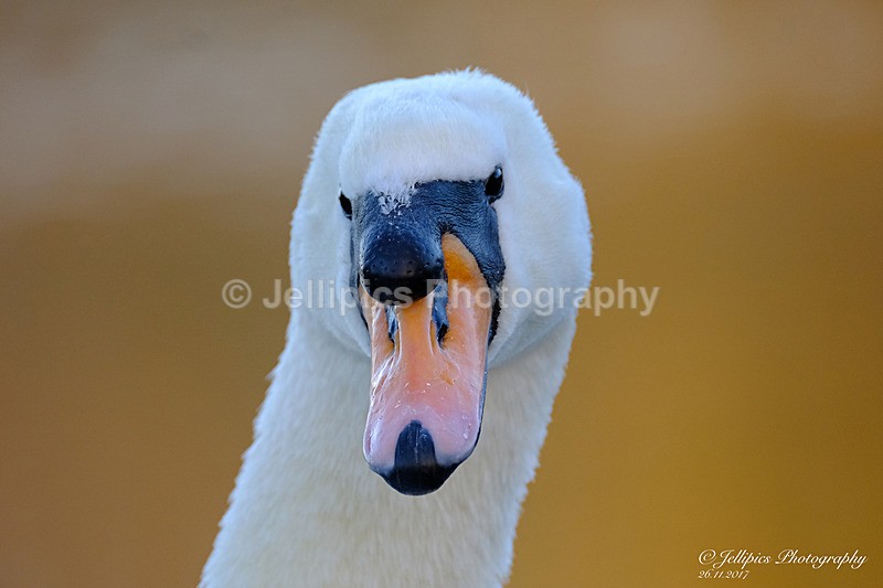  - Wildlife and Nature