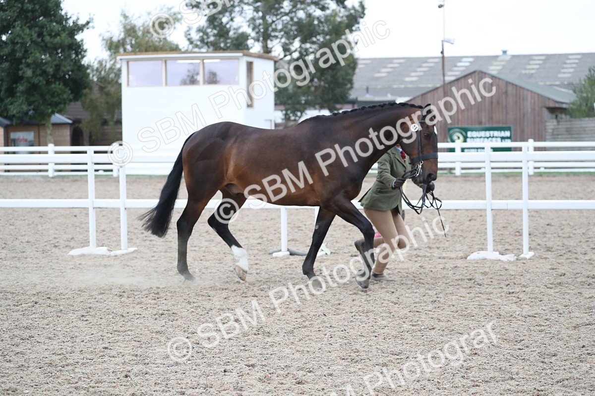 SBM_18319 - Class 318 IH Part bred Horse/Pony