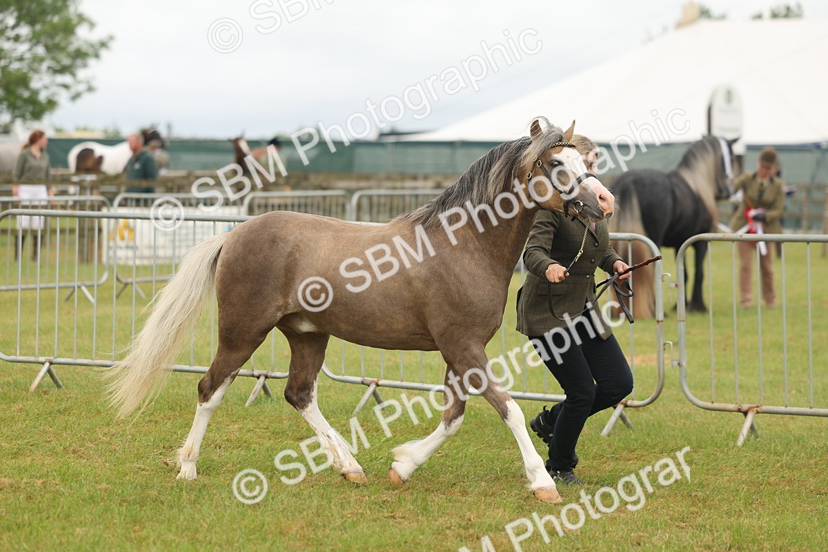 SBM_02129 - Class 50-57 - M&M Welsh Pony In Hand