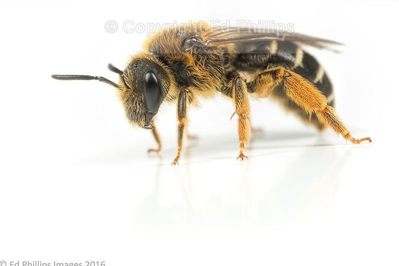 Halictus rubicundus (f)