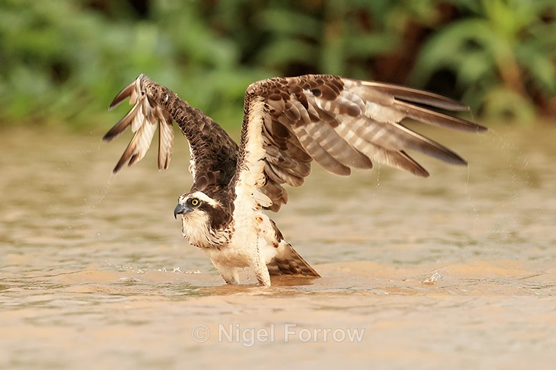 Osprey raised wings for take-off, Rio Sao Lourenco, Brazil - Osprey