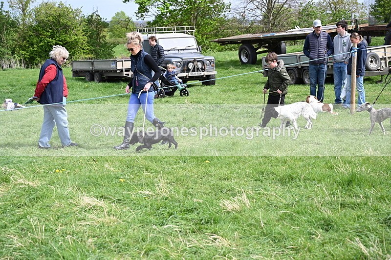 WJ6_8884 - Class 8 Best Working / Gun Dog or Bitch