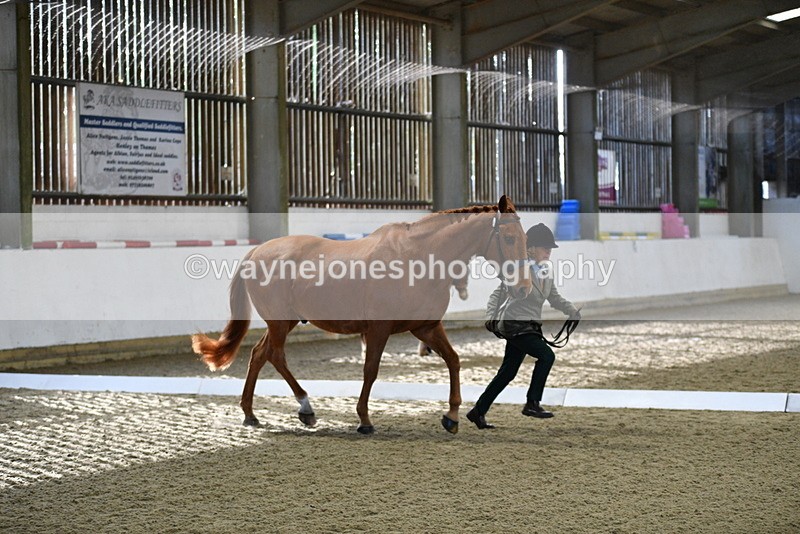 WJ5_3622 - Class 5 In Hand Veterans