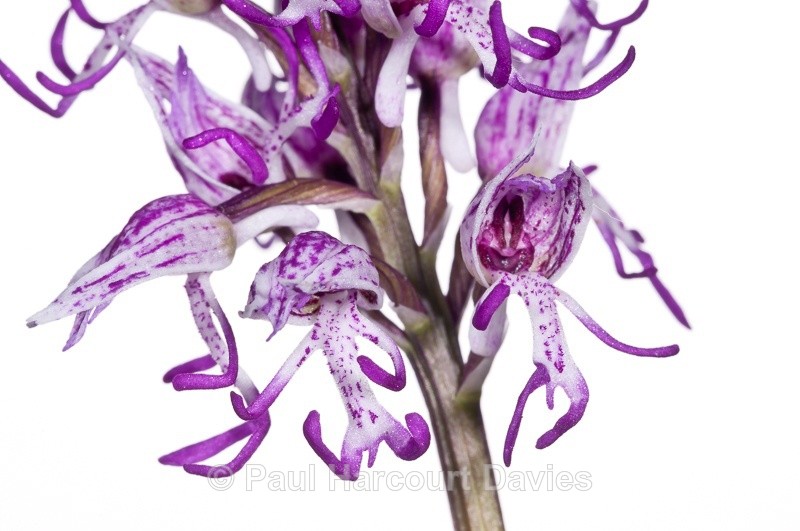  - WB: Orchids - Orchis