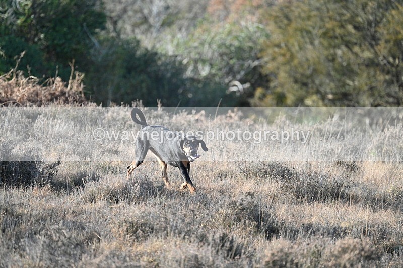 WJ7_7878 - Line 3 (no line 4 or 5)