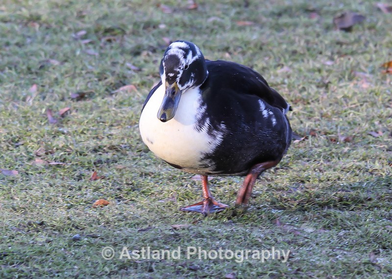 Astland Photography, Bird and Wildlife Images, Susan and Peter Wilson, U.K.
