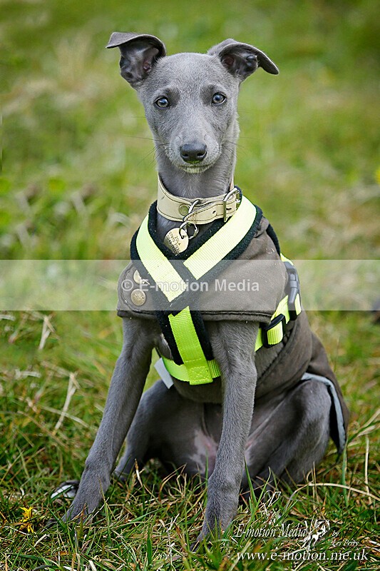 BE 010521 555ab - Dogs