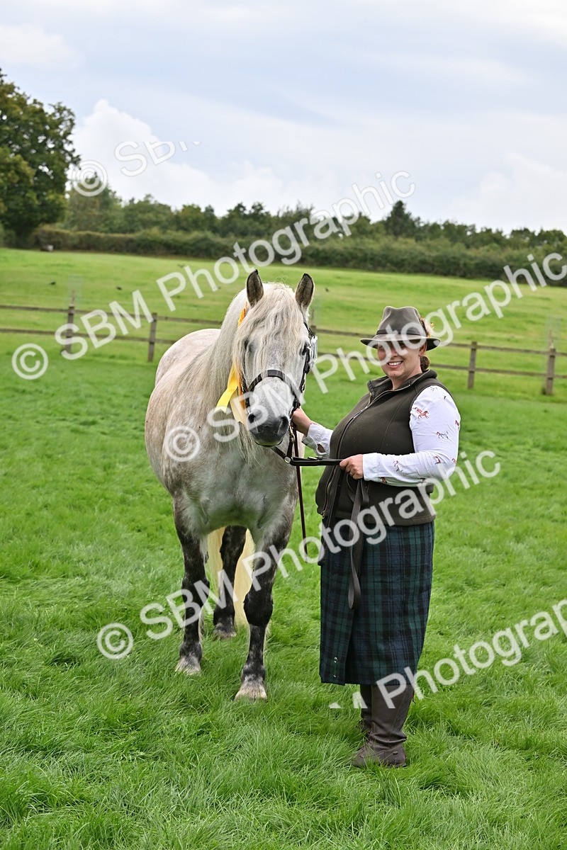 SBM_63319 - S49 - Mountain & Moorland In Hand Large Breeds