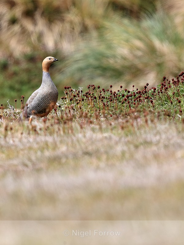 Ruddy-heady Goose, Carcass Island, Falkland Islands - Ruddy-headed Goose
