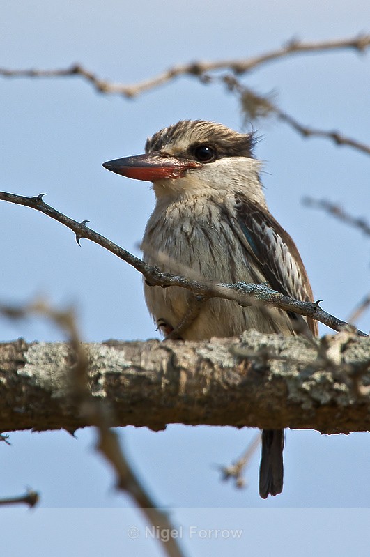 Striped Kingfisher perched in a tree - Striped Kingfisher
