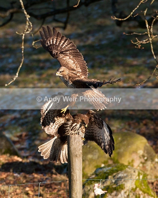 20100130-Gigrin 289 - Common Buzzard
