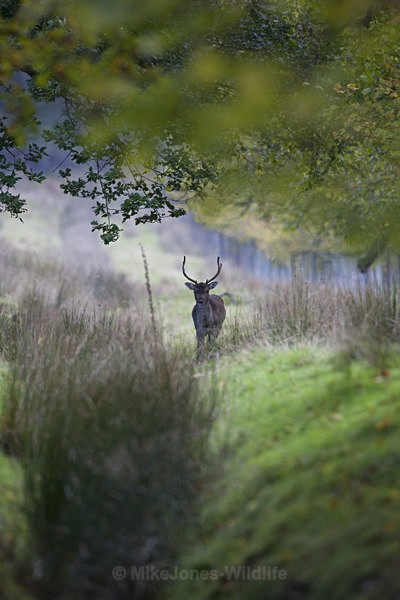 FALLOW DEER - FAVOURITES WILDLIFE GALLERY. Selected images from the wildlife collections.