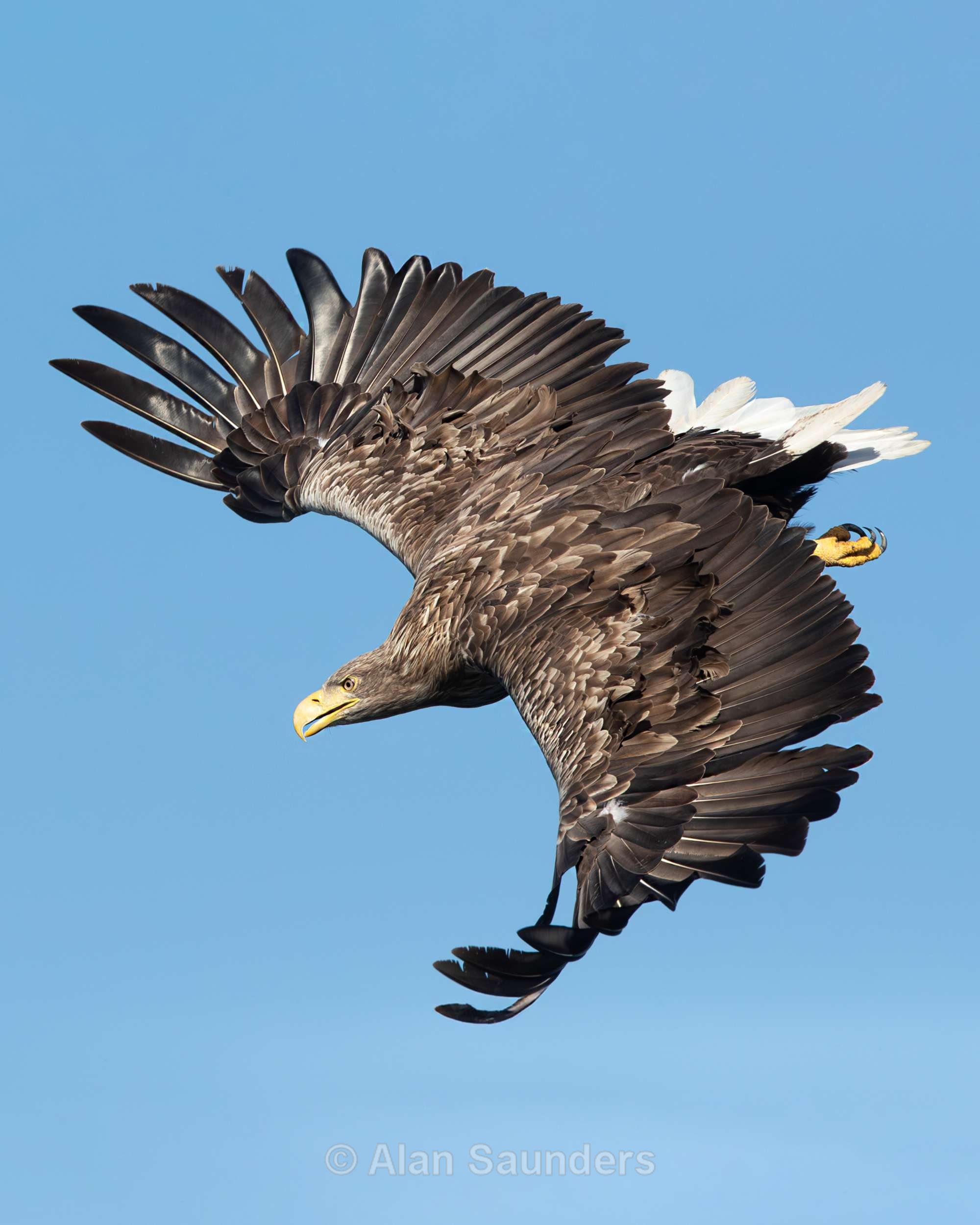 White Tailed Eagle 4