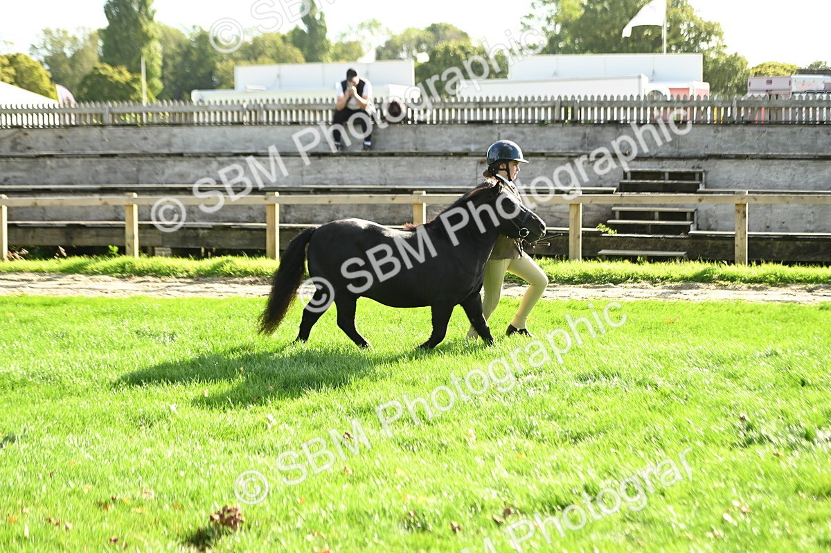 SBM_15889 - S1 - TSR in Hand Horse & Pony Showing