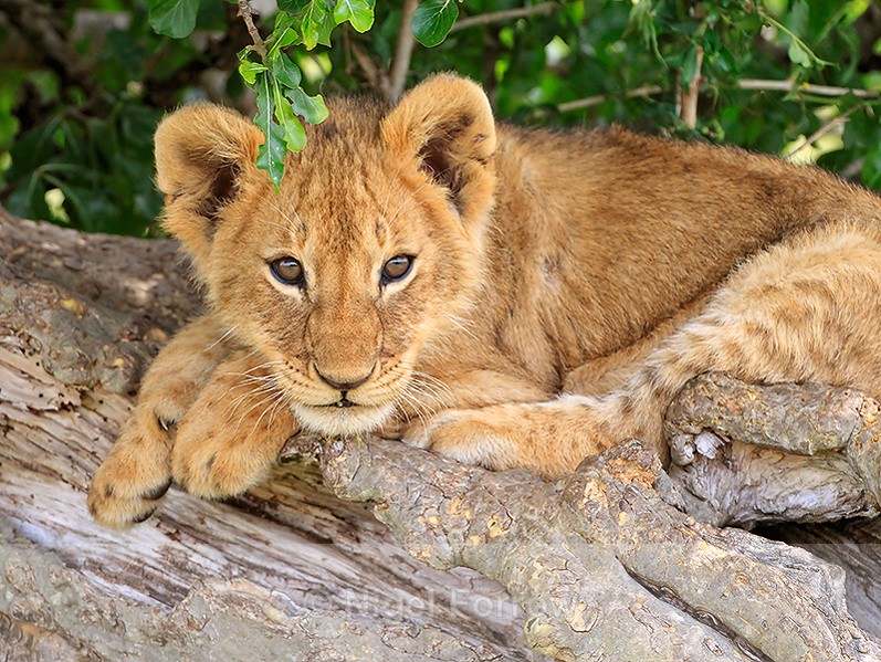 Lion cub lying on a sloping tree trunk - Lion