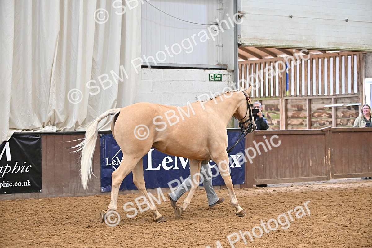 EB7_8406 - Class 3 - In Hand Foreign Breeds & Warmbloods