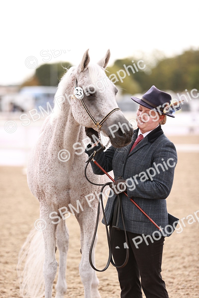 SBM_16235 - Class412 - Handsome Gelding (IH  or Ridden) Adult