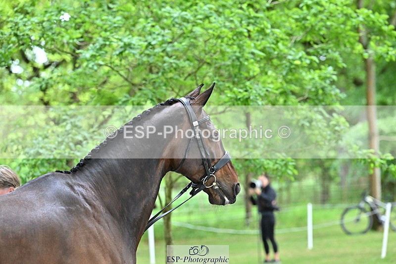 250521A-152430-00490 - B-310-Kitty.King-LISCARROW.FERNHILL
