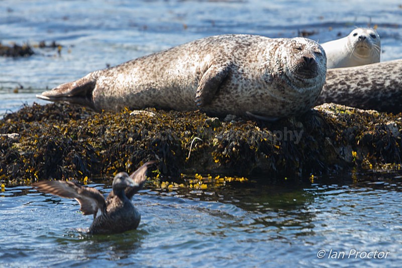 'Quit flapping!' - Seals at Rathlin Island. - Nature