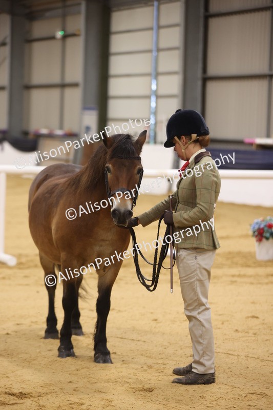 20260913-1023 - Class 109 - Bred On Exmoor In Hand
