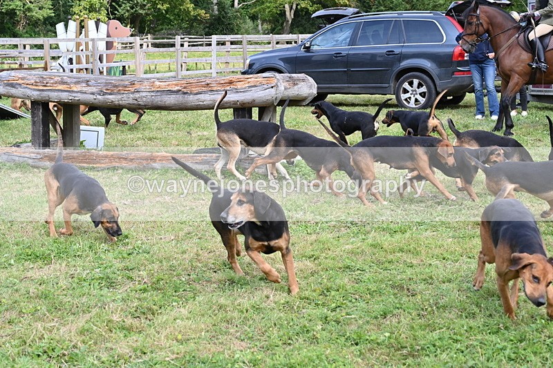 WJ6_3132 - Berks & Bucks - The Old farmhouse - Hound Exercise 20-08-25