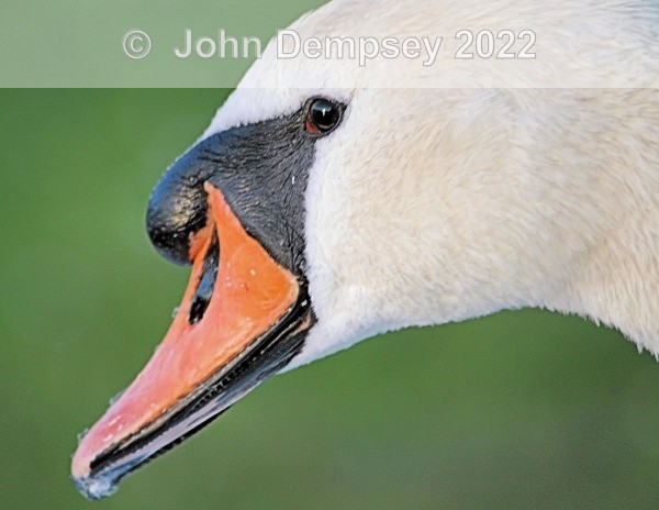J CloseUp - The Curlie
