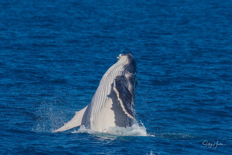 HB Calf Breach 15. 0A3A7096 - 2025 Hervey Bay Whales