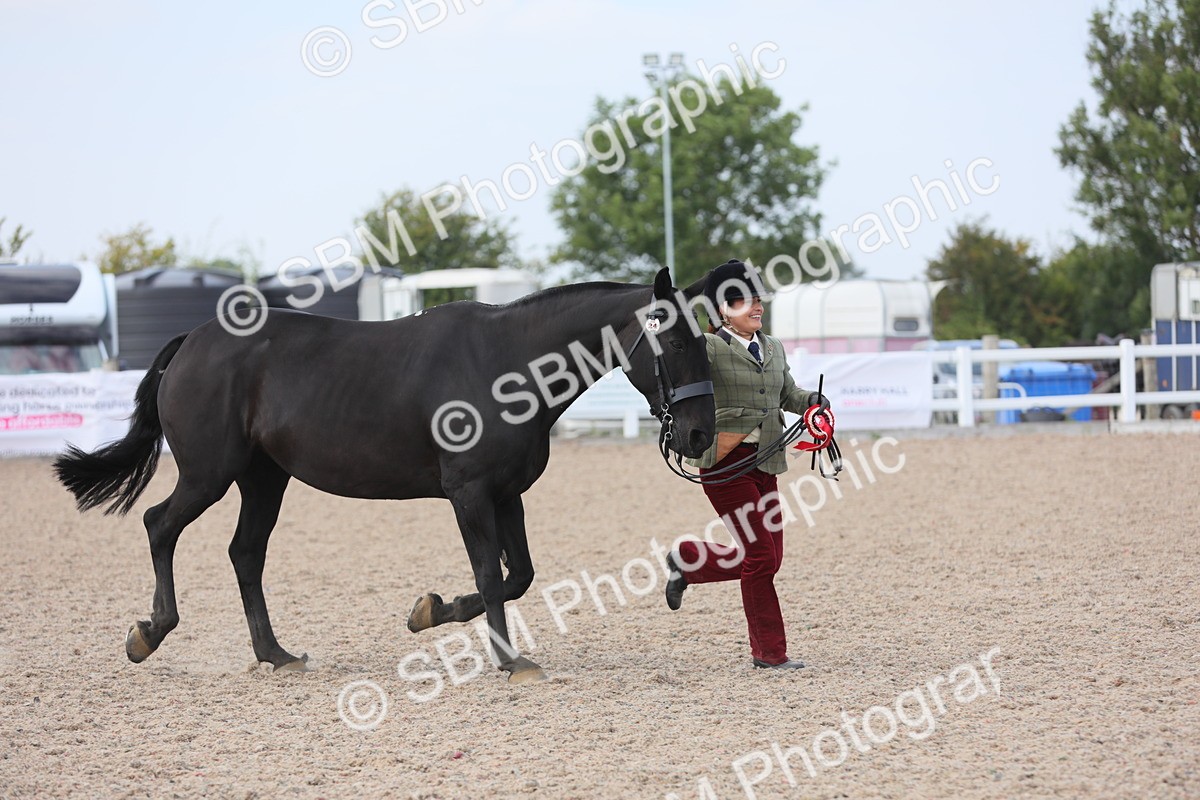SBM_15897 - Class 312 IH Competition Horse/Pony